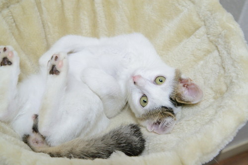 人懐っこい猫ちゃんたち