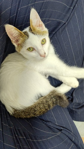 里親募集中の猫ちゃんたち