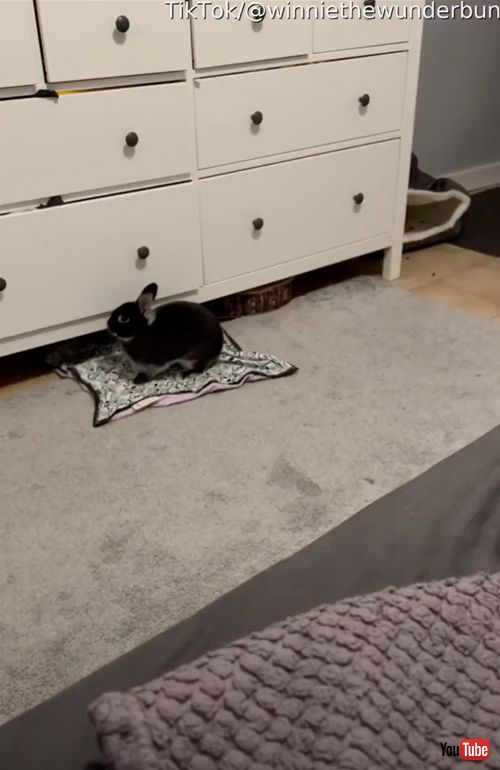 ベッドに飛び乗る元保護うさぎ
