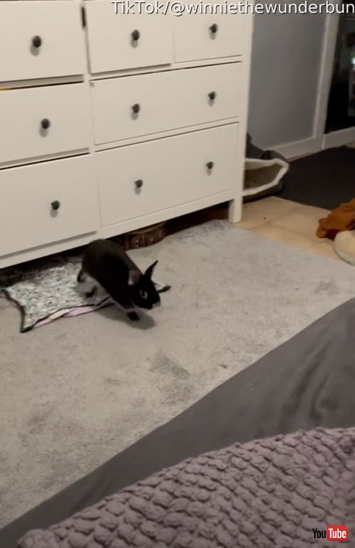 ベッドに飛び乗る元保護うさぎ