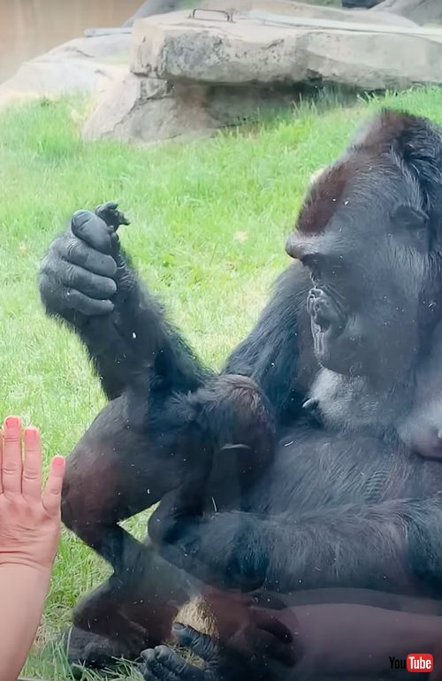 赤ちゃんを見せてくれるゴリラ