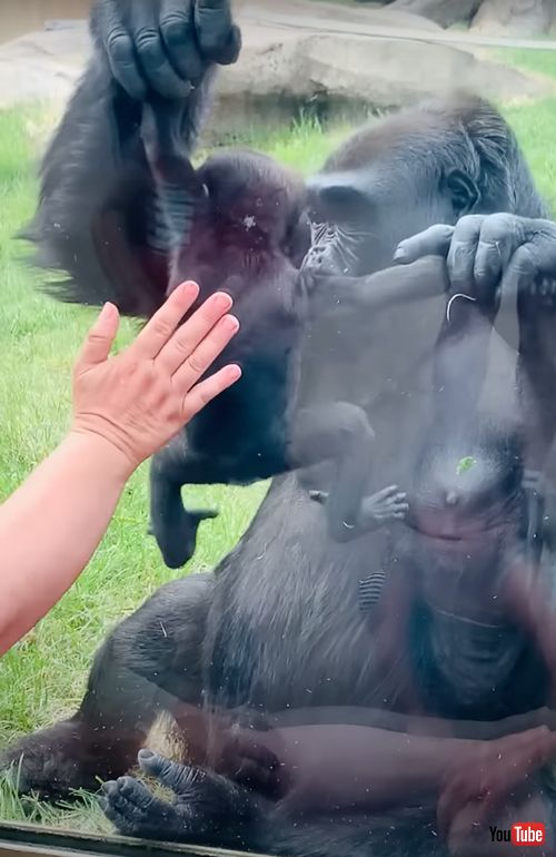 赤ちゃんゴリラを抱っこする母ゴリラ