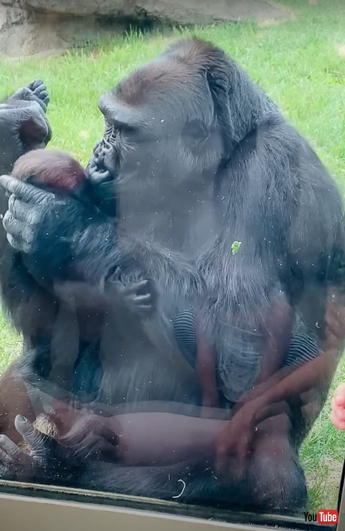 赤ちゃんを見せてくれるゴリラ