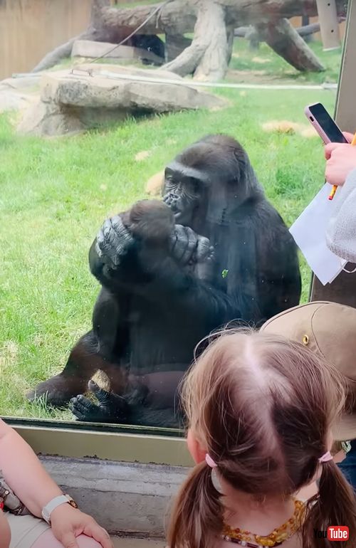 赤ちゃんを見せてくれるゴリラ