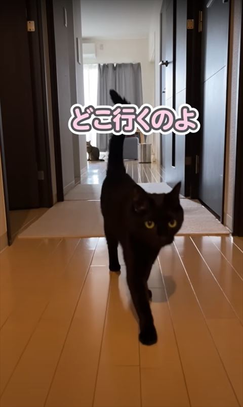 玄関に向かう猫ちゃん