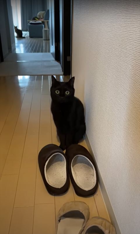 座って見つめる猫ちゃん