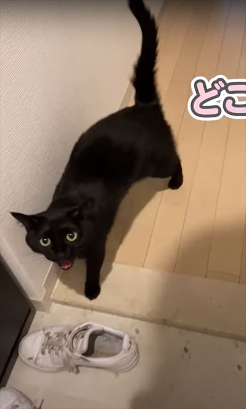玄関で鳴いてる猫ちゃん