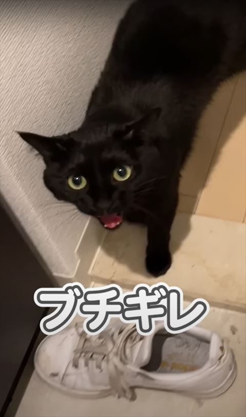 玄関で鳴いてる猫ちゃんのアップ