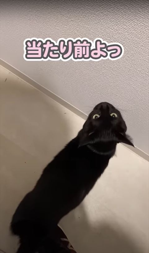振り向いて見上げる猫ちゃん