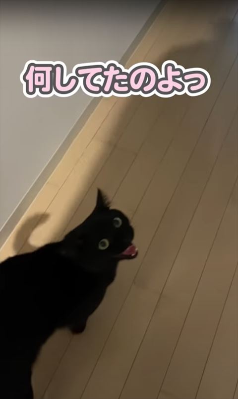 廊下で歩きながら鳴く猫ちゃん