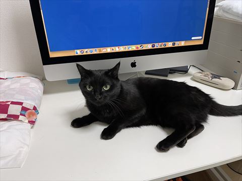 デスクでくつろぐ猫ちゃん
