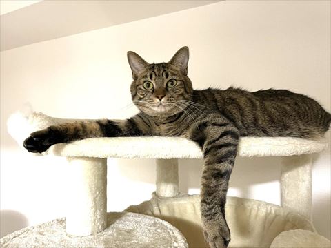 キャットタワー猫ちゃん