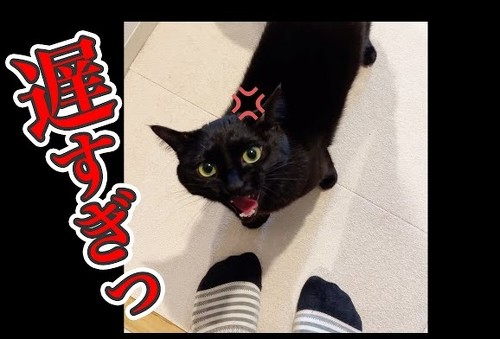 飼い主帰宅に不満の猫