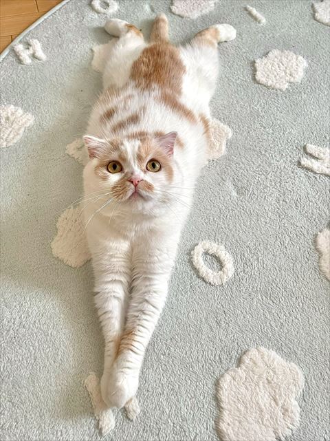 体のばしてる猫ちゃん