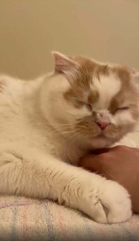 目をつむってる猫