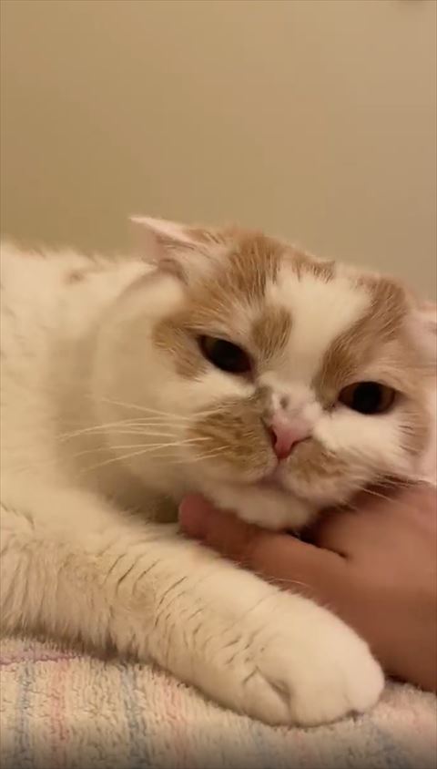 アゴをなでようとする