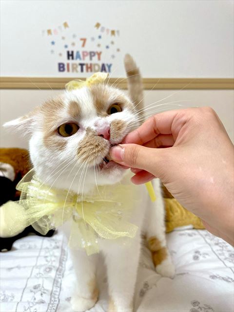 リボンつけて飼い主さんの手を噛んでる