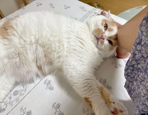 飼い主さんの足の上で寝る猫