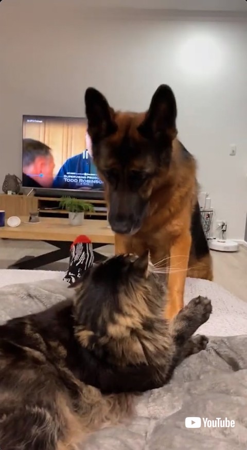 ソファに前足を置く犬