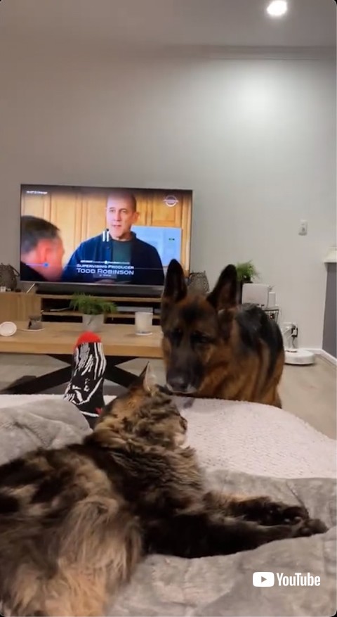 猫を発見した犬