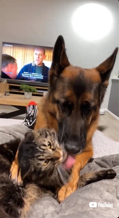 猫の顔をなめる犬