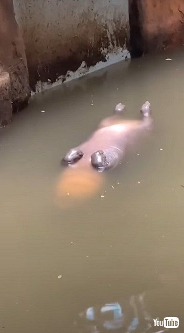 あお向けで寝るカバ