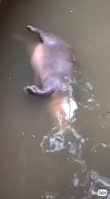 あお向けで寝るカバ