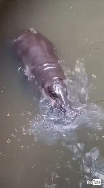 あお向けで寝るカバ