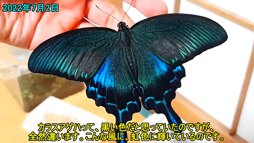 手に乗るカラスアゲハ