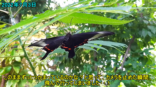 カラスザンショウにつかまるカラスアゲハ