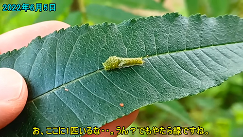 とっても緑な幼虫