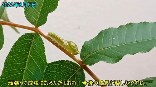 カラスアゲハの成長