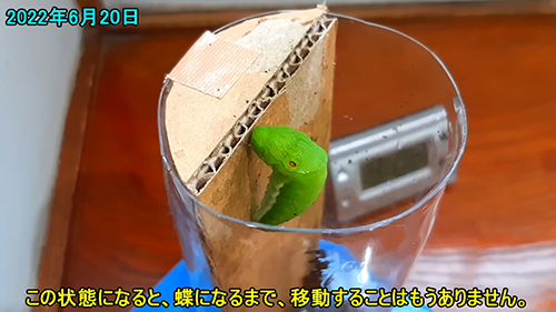 前蛹のカラスアゲハ