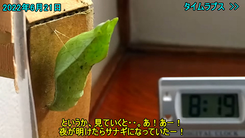 カラスアゲハのサナギ