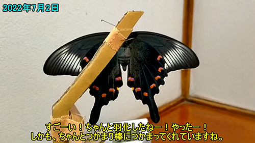 羽化したカラスアゲハ