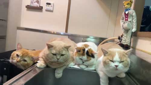 台所に猫集合