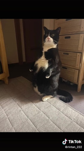 立っている方が自然な猫