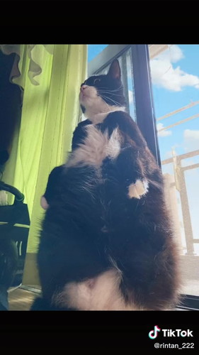 下からとった猫