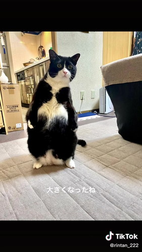 猫正面からの姿