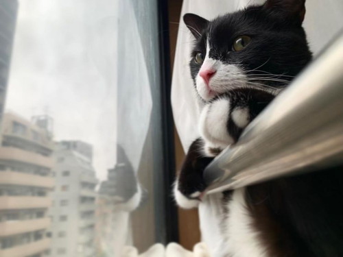 パトロール中の猫