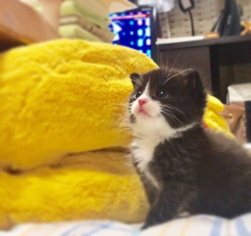 保護当時の子猫