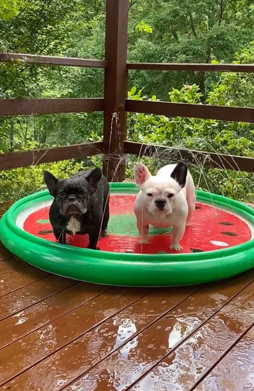 プール苦手フレブル