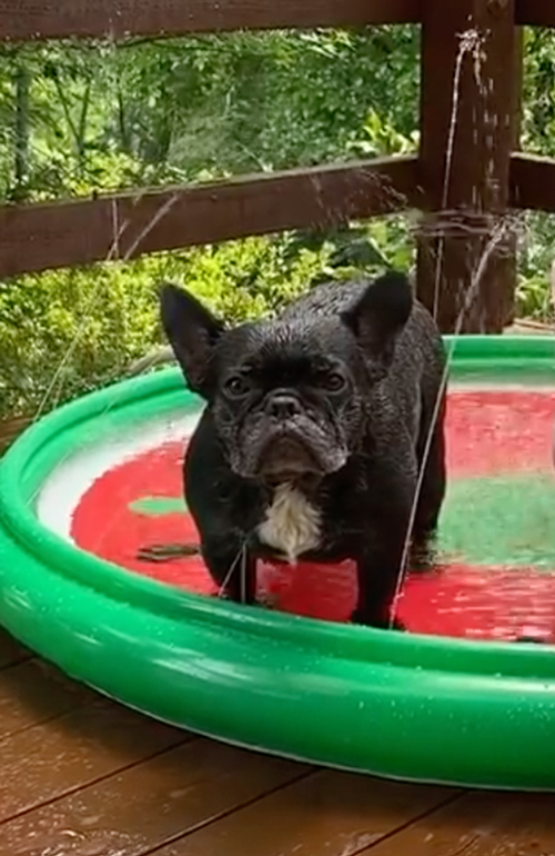 プールに入るワンコ