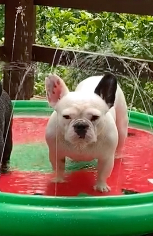 プールに入るワンコ