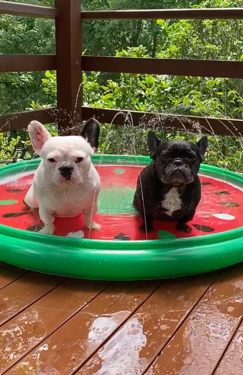 プールに入るワンコ