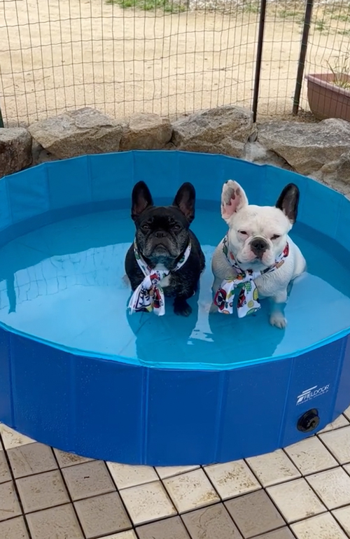 プールに入るワンコ