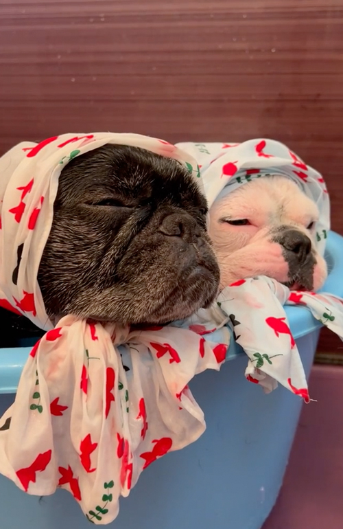 お風呂に入るワンコ