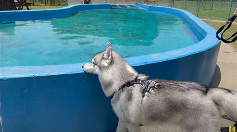 プールを見つめるハスキーの横顔