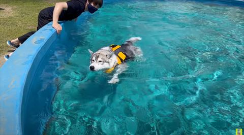 ライフジャケット着て泳ぐハスキー