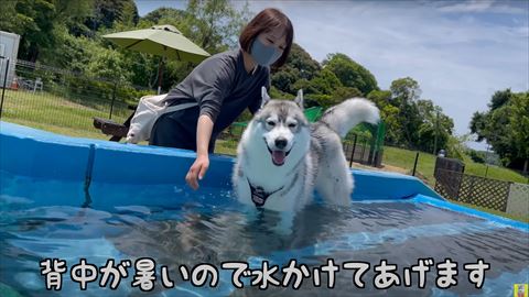 カメラに笑顔のハスキー